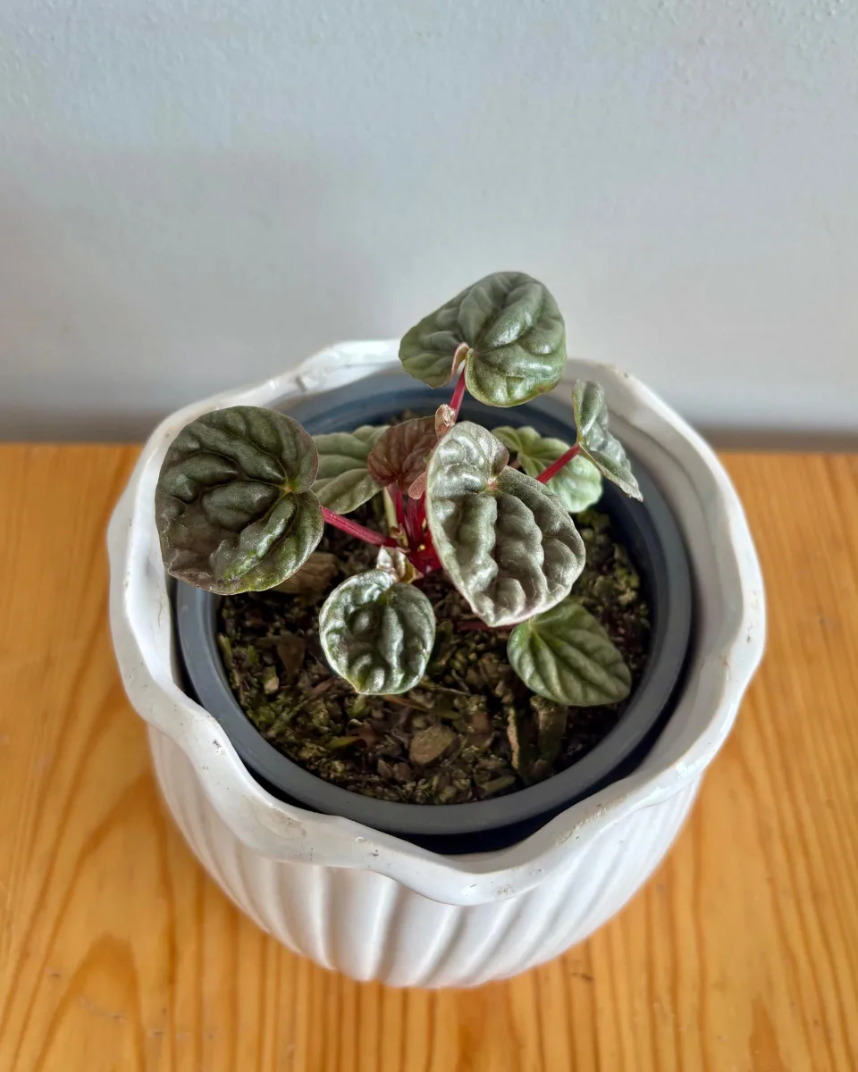 PEPEROMIA CAPERATA