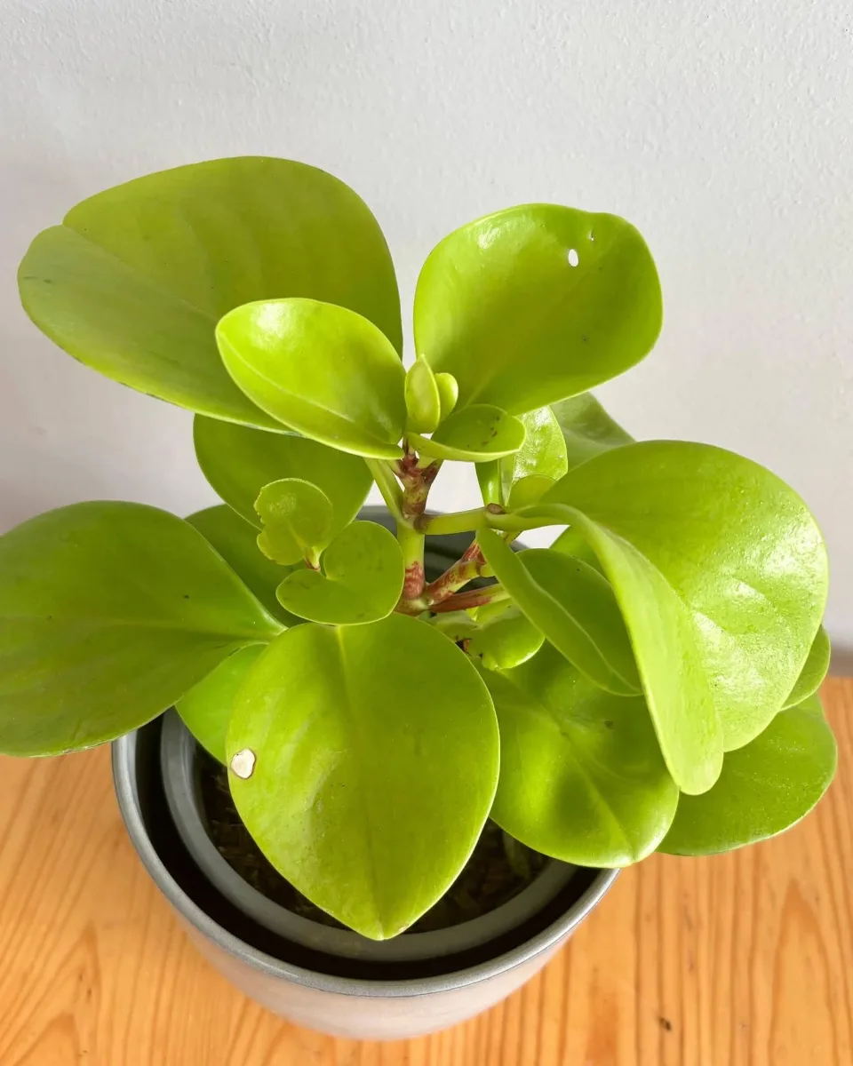 PEPEROMIA LEMON 🍋✨