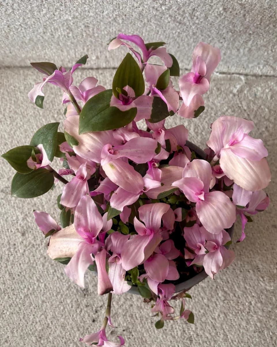 TRADESCANTIA MAIDEN'S BLUSH 🌸✨