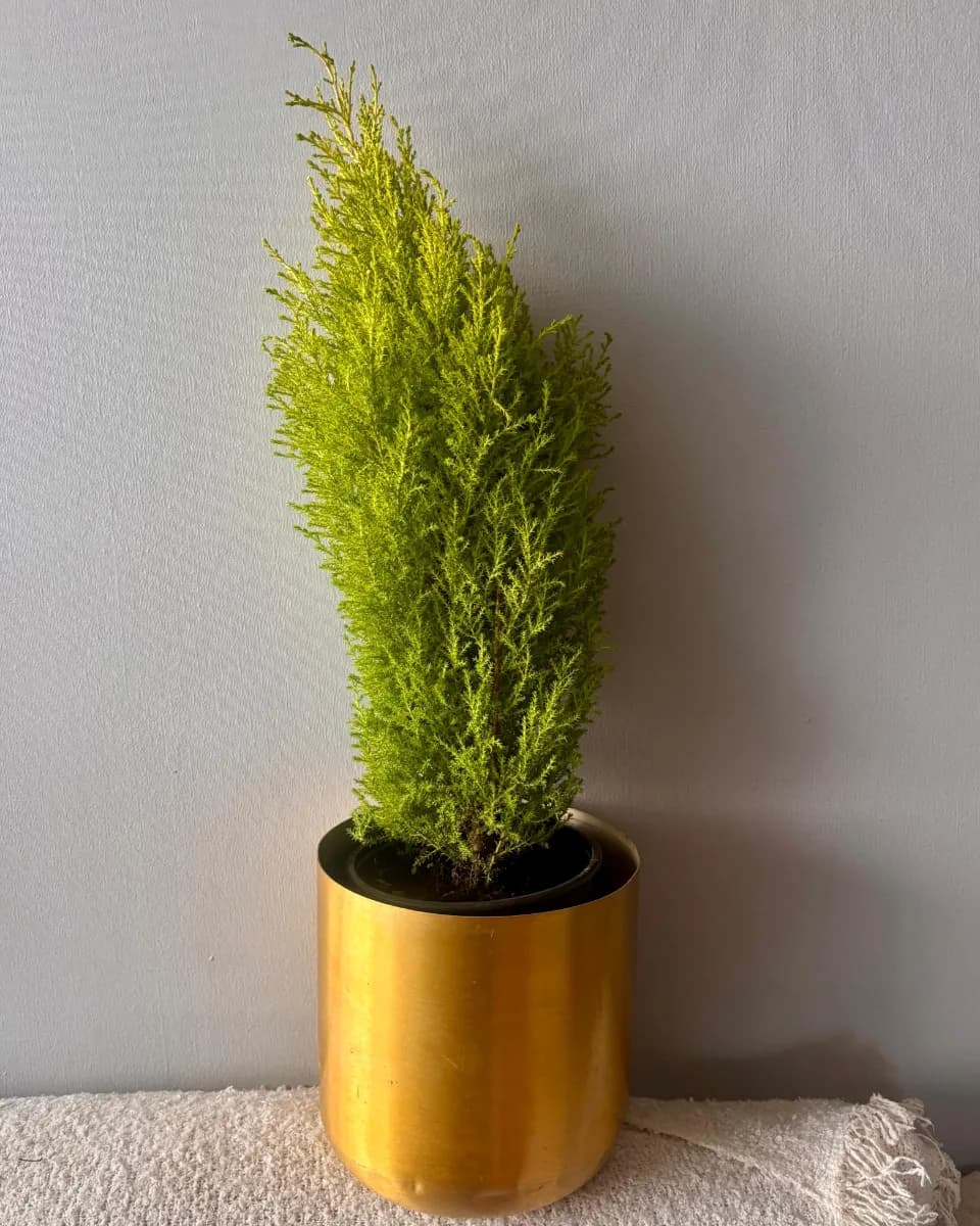 CIPRÉS LIMÓN 🌲🍋