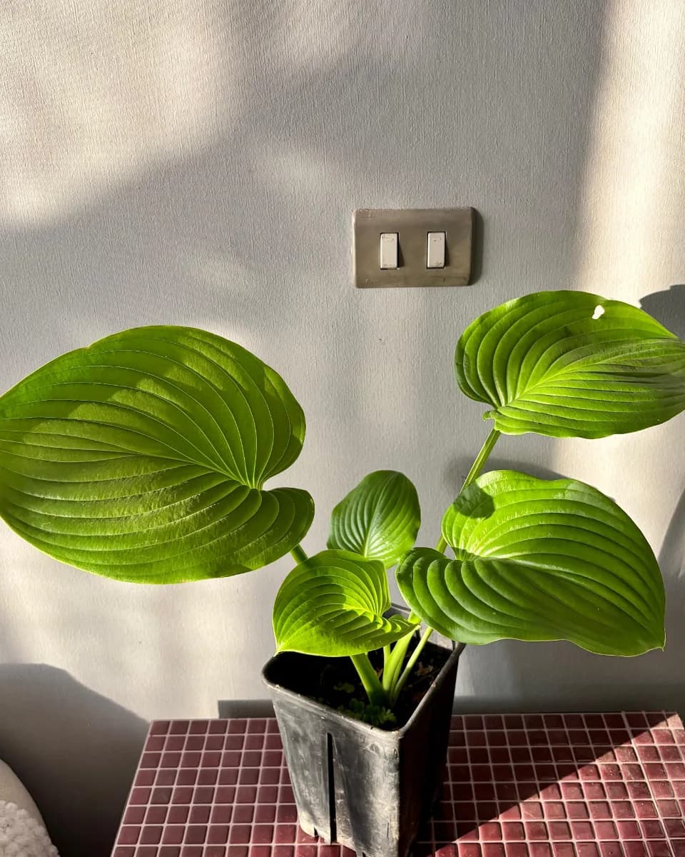 HOSTA