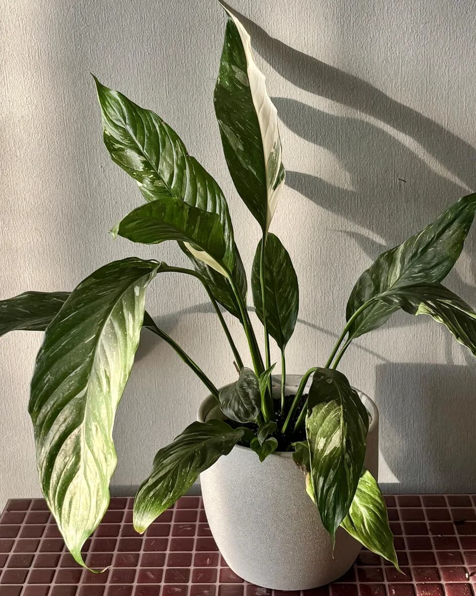 ESPATIFILO VARIEGADO L
