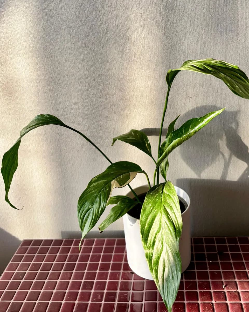 ESPATIFILO VARIEGADO M