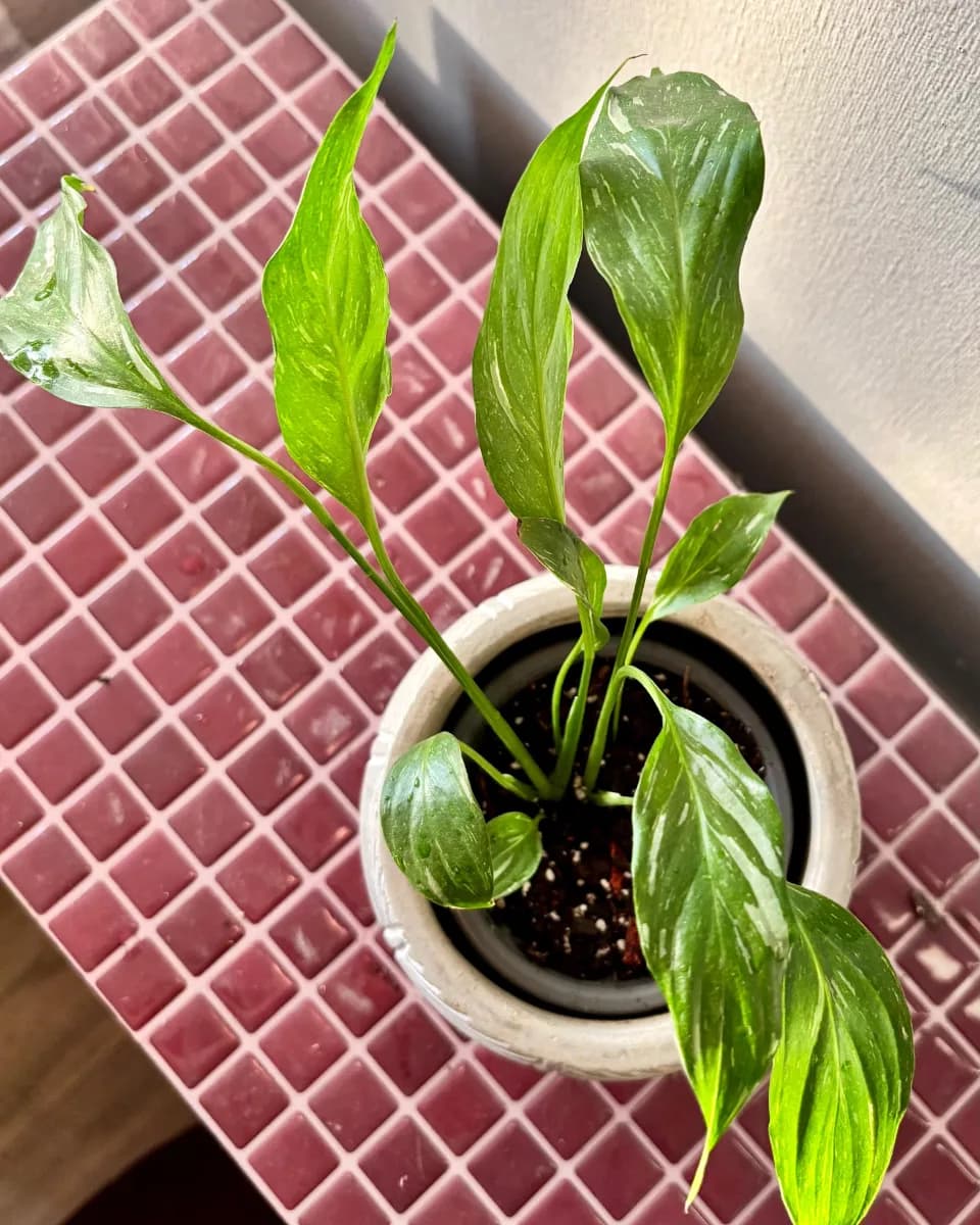 ESPATIFILO VARIEGADO S