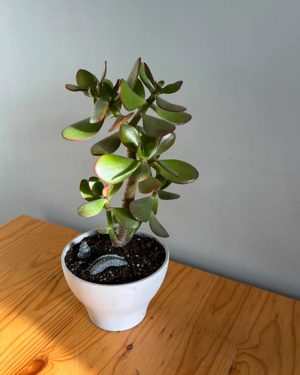 ÁRBOL DE JADE EN MACETA ORNAMENTAL