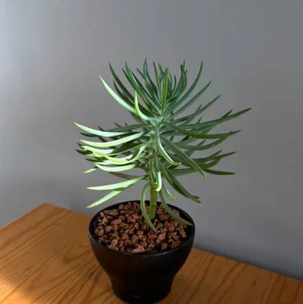 Senecio Pino Azul