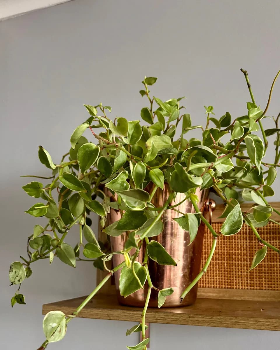 PEPEROMIA GLABELLA VARIEGADA XL