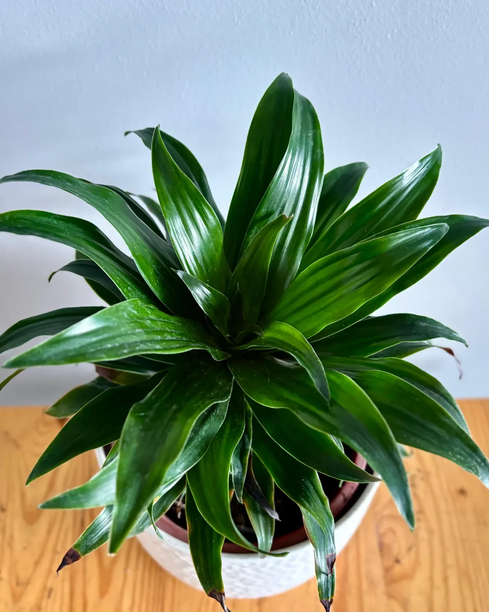 DRACENA JANET CRAIG 🌿✨