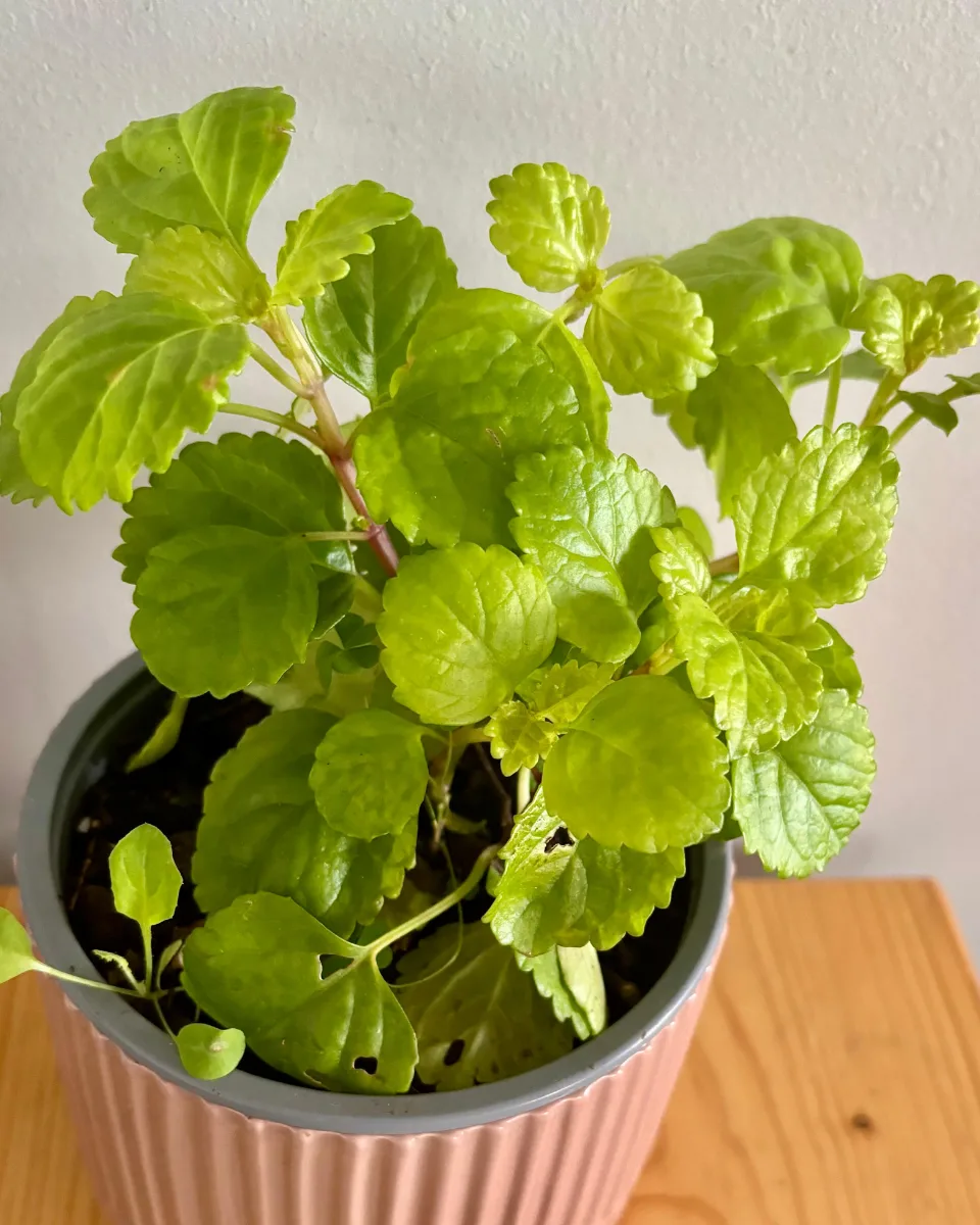DÓLAR VERDE