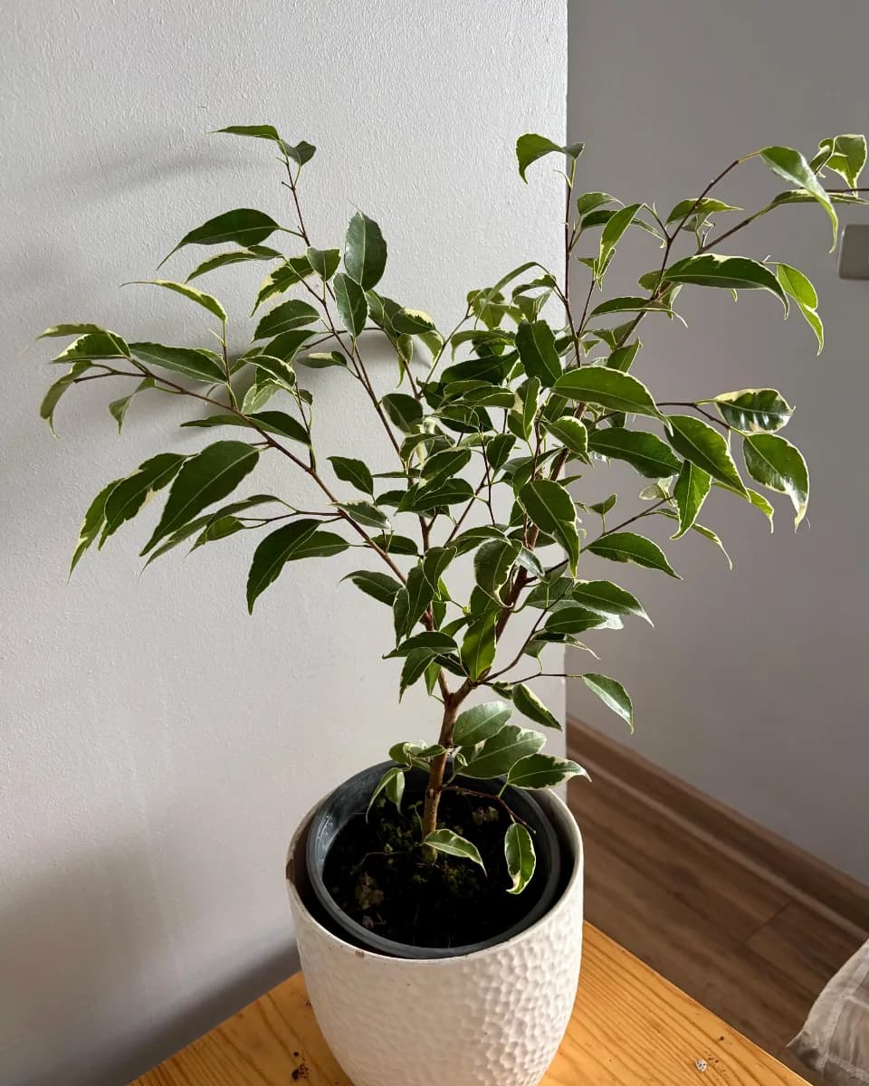 FICUS ESPAÑOL