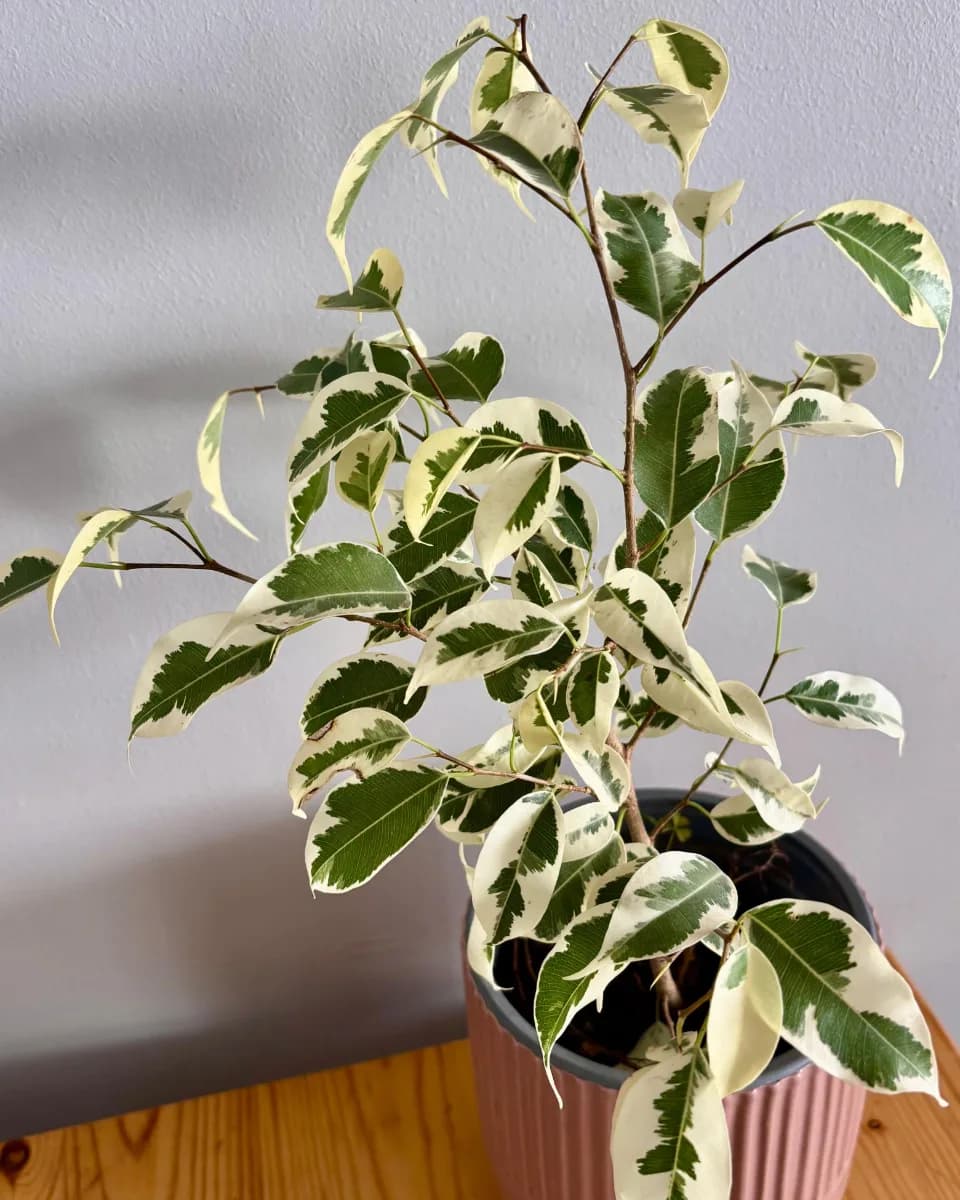 FICUS HAWAI