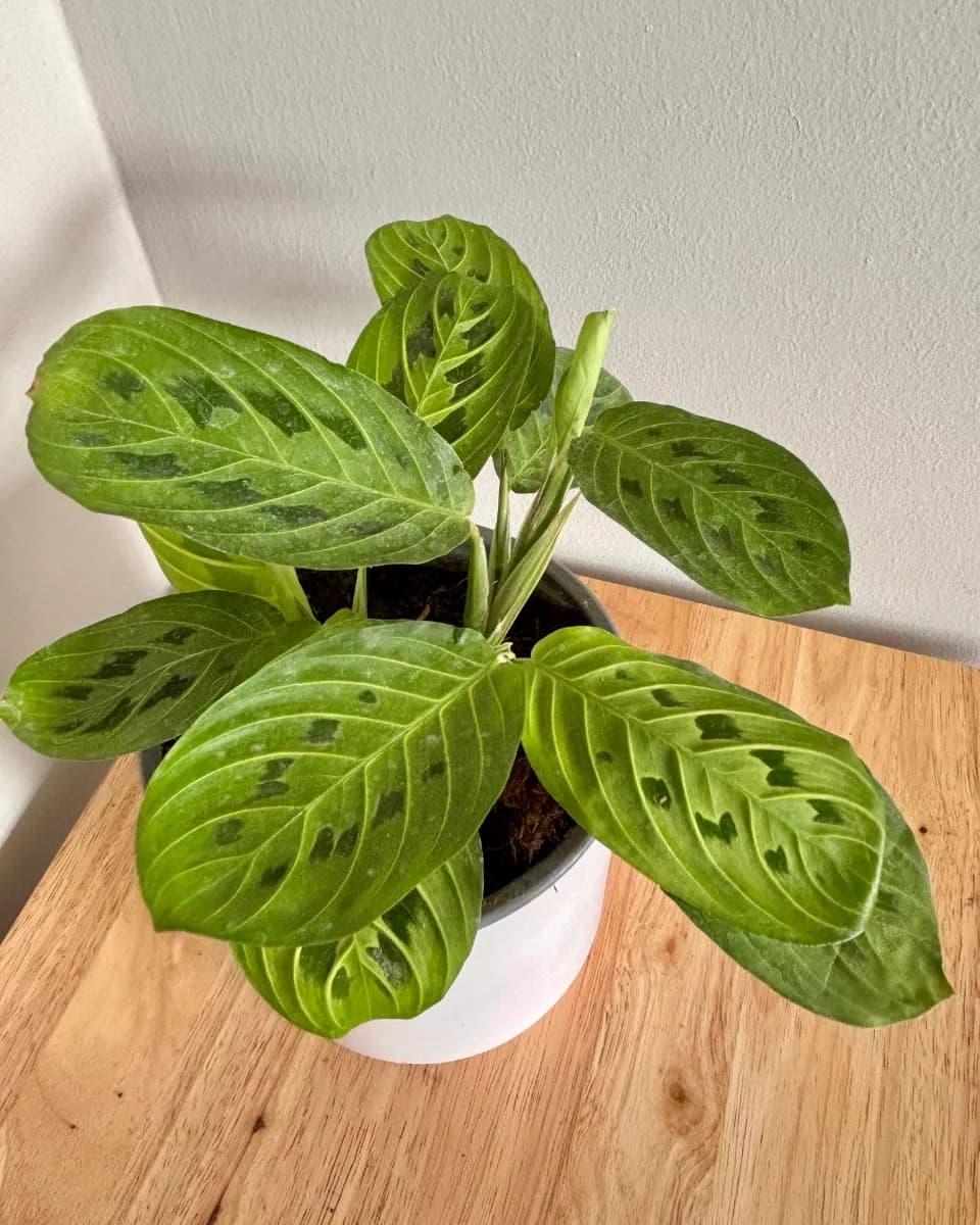 MARANTA LEMON LIME