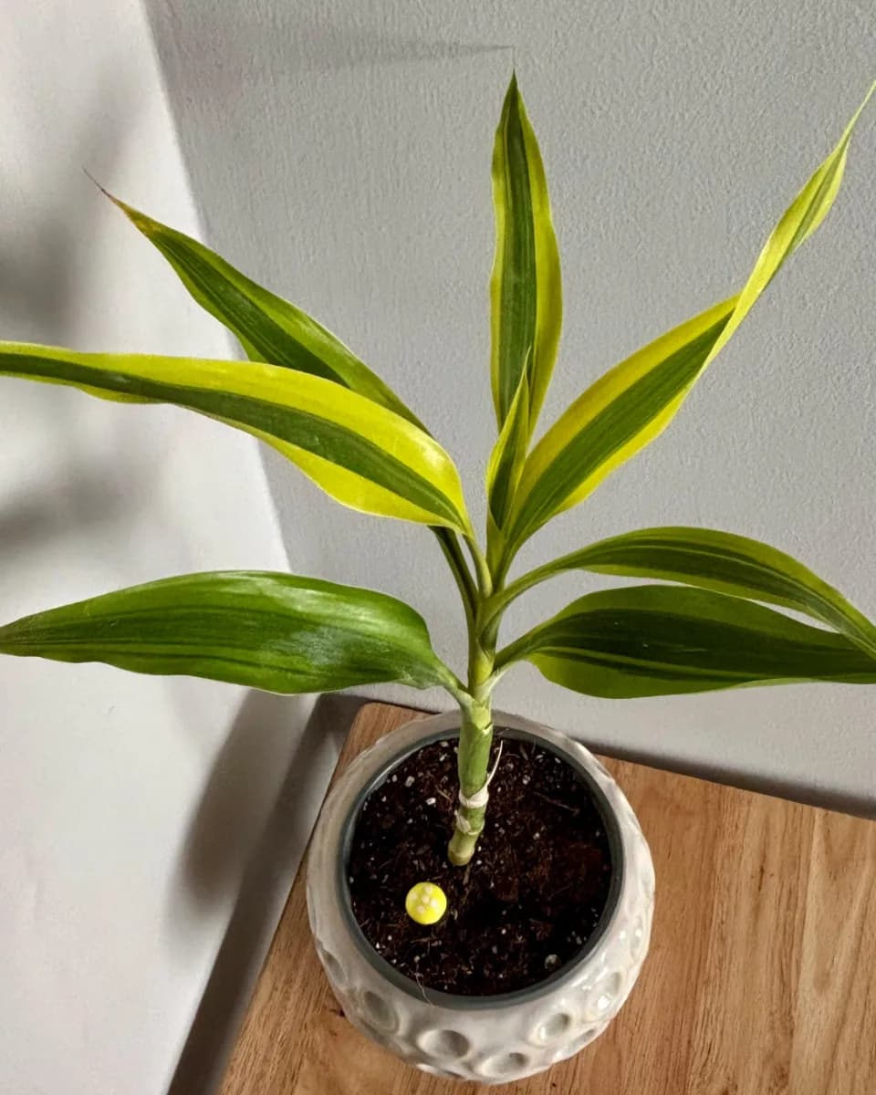 DRACENA SANDERIANA