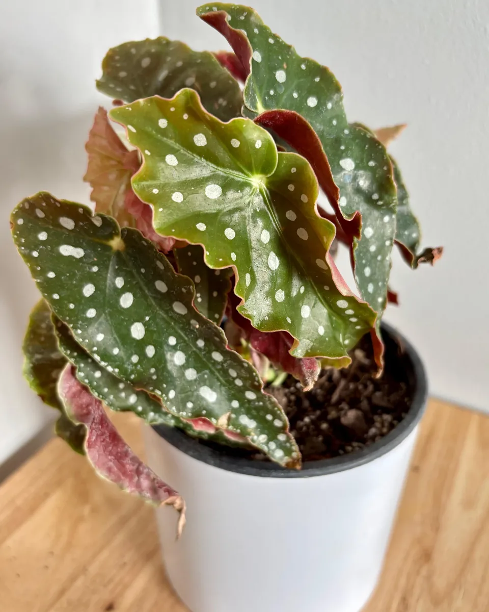 BEGONIA MACULATA