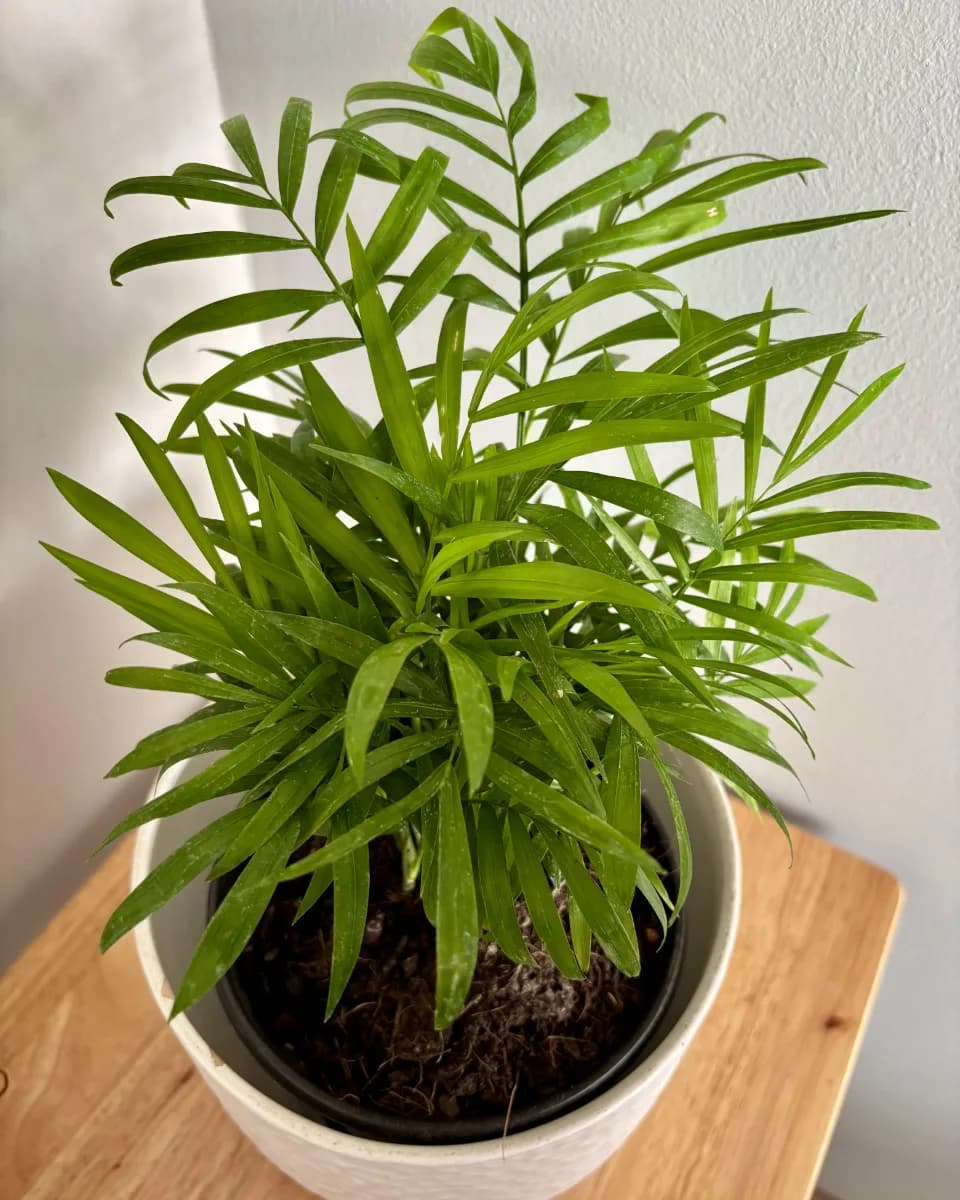 CHAMAEDOREA ELEGANS