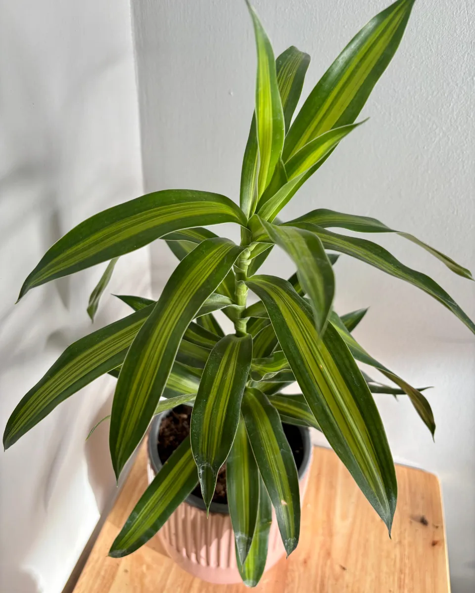 DRACENA JAMAICA