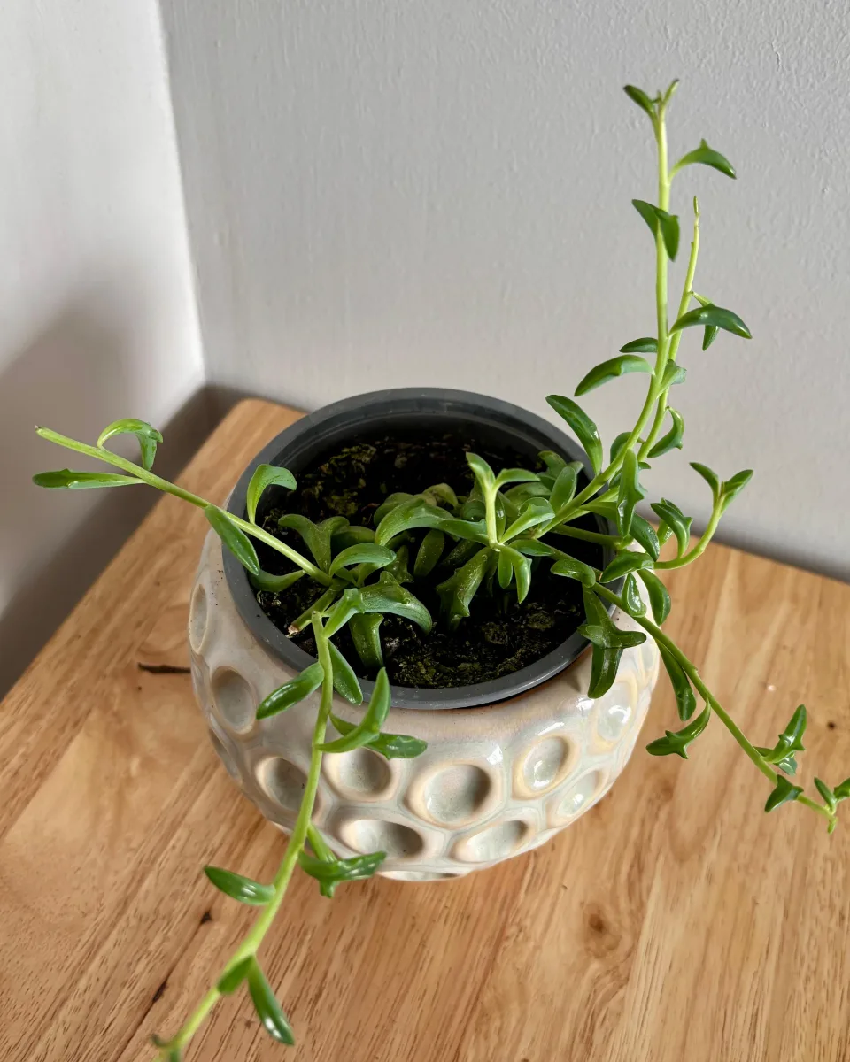 PLANTA DEL DELFÍN