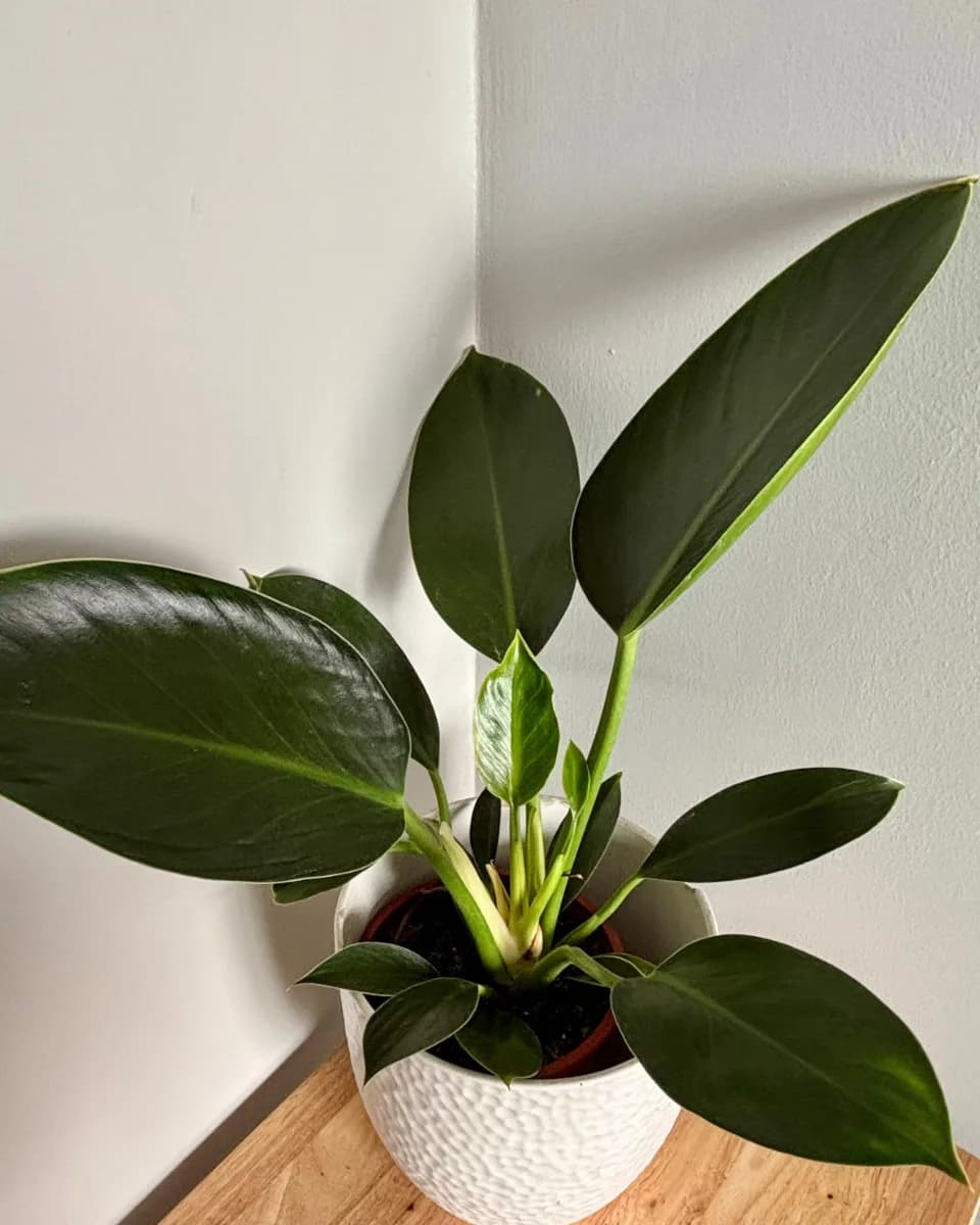 PHILODENDRO GREEN PRINCESS