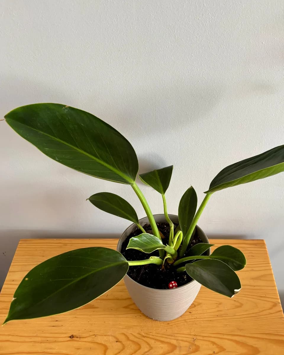 PHILODENDRO GREEN PRINCESS EN MACETA ORNAMENTAL