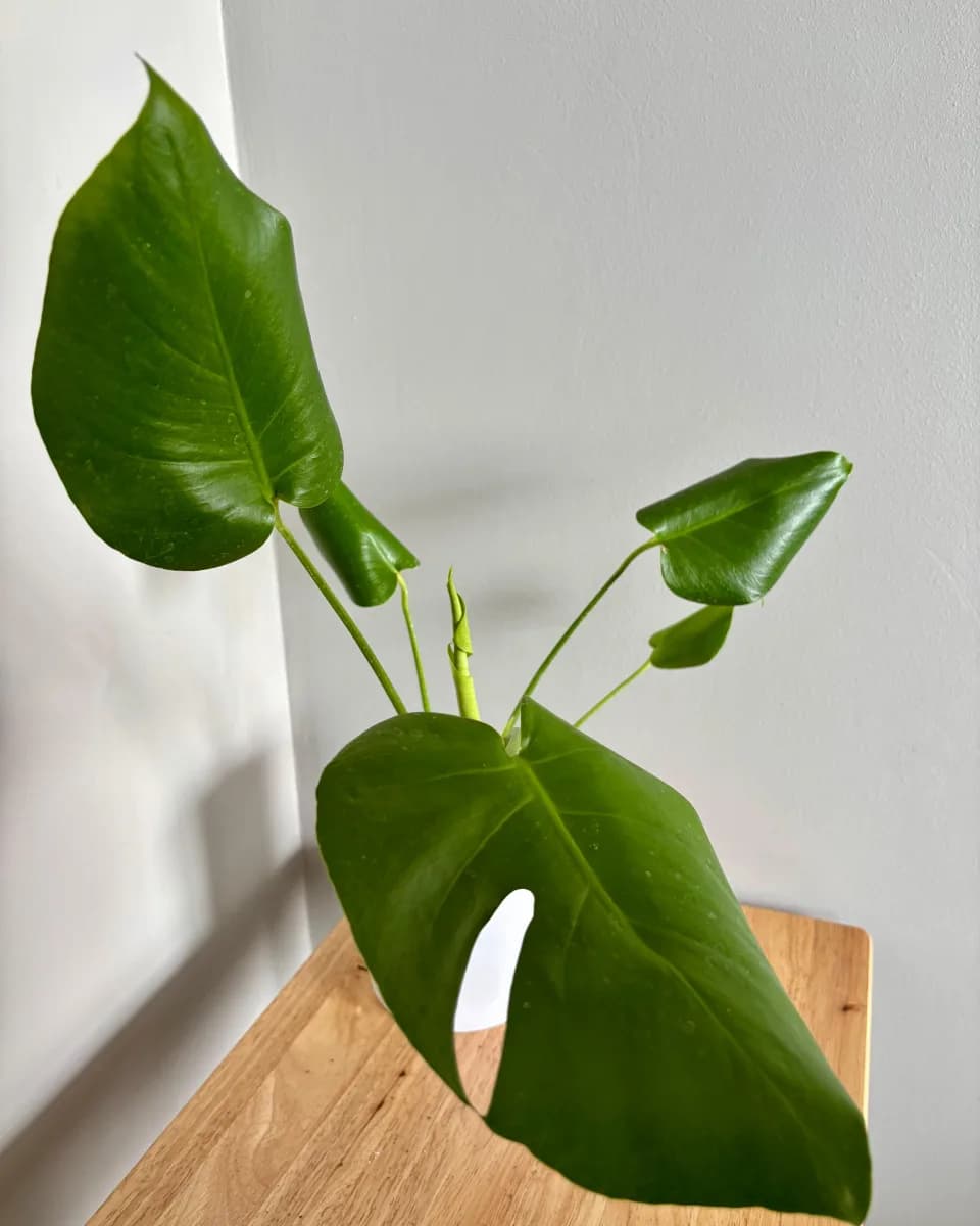 MONSTERA DELICIOSA