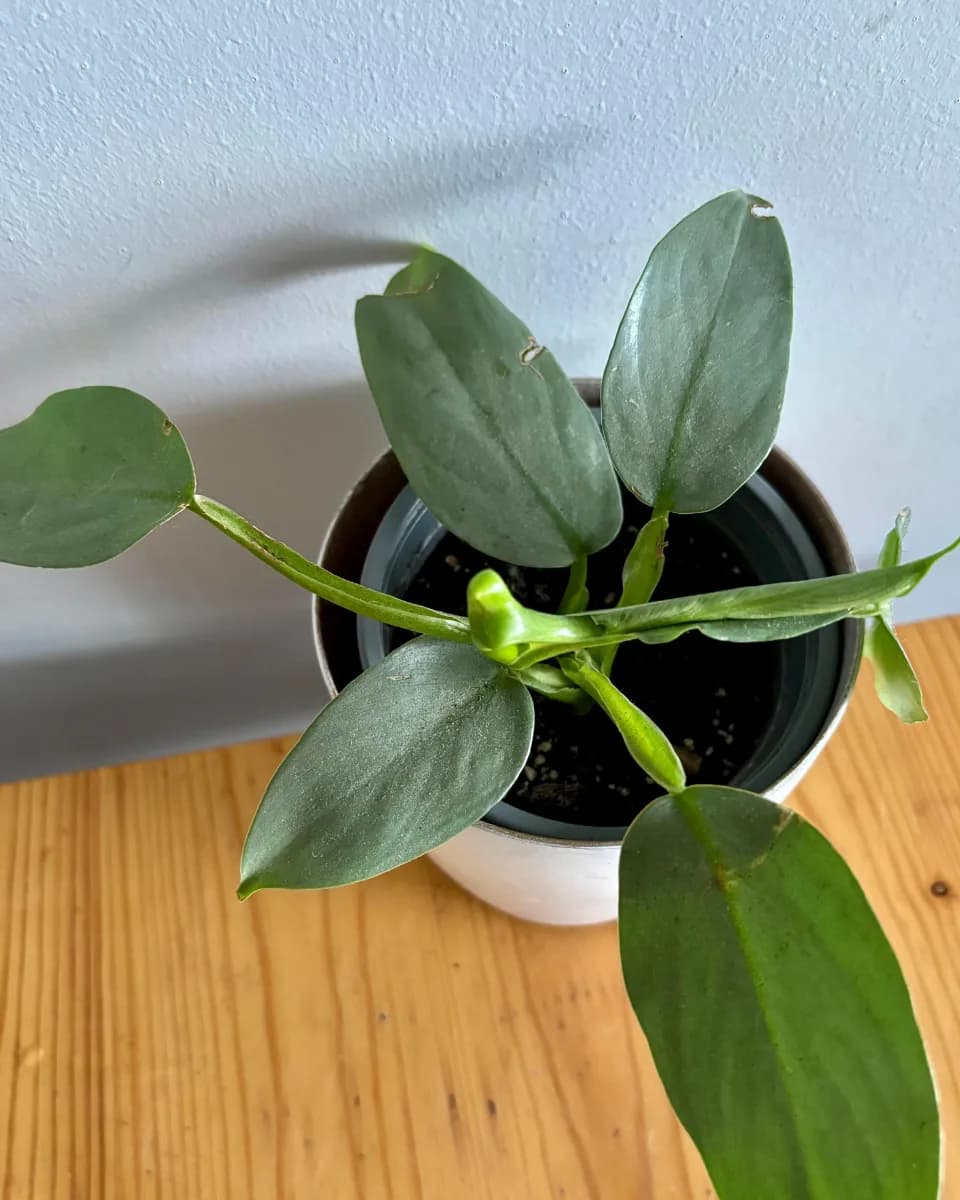 FILODENDRO SILVER