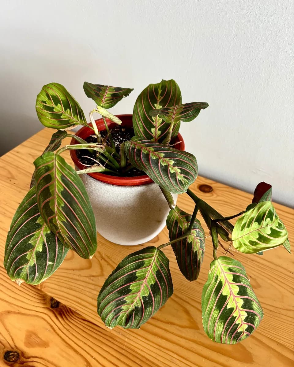 MARANTA LEUCONERA