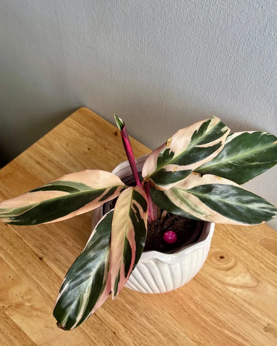 STROMANTHE TRIOSTAR