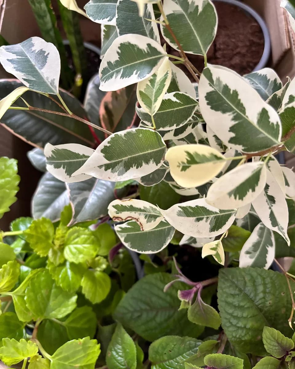 AEONIUM