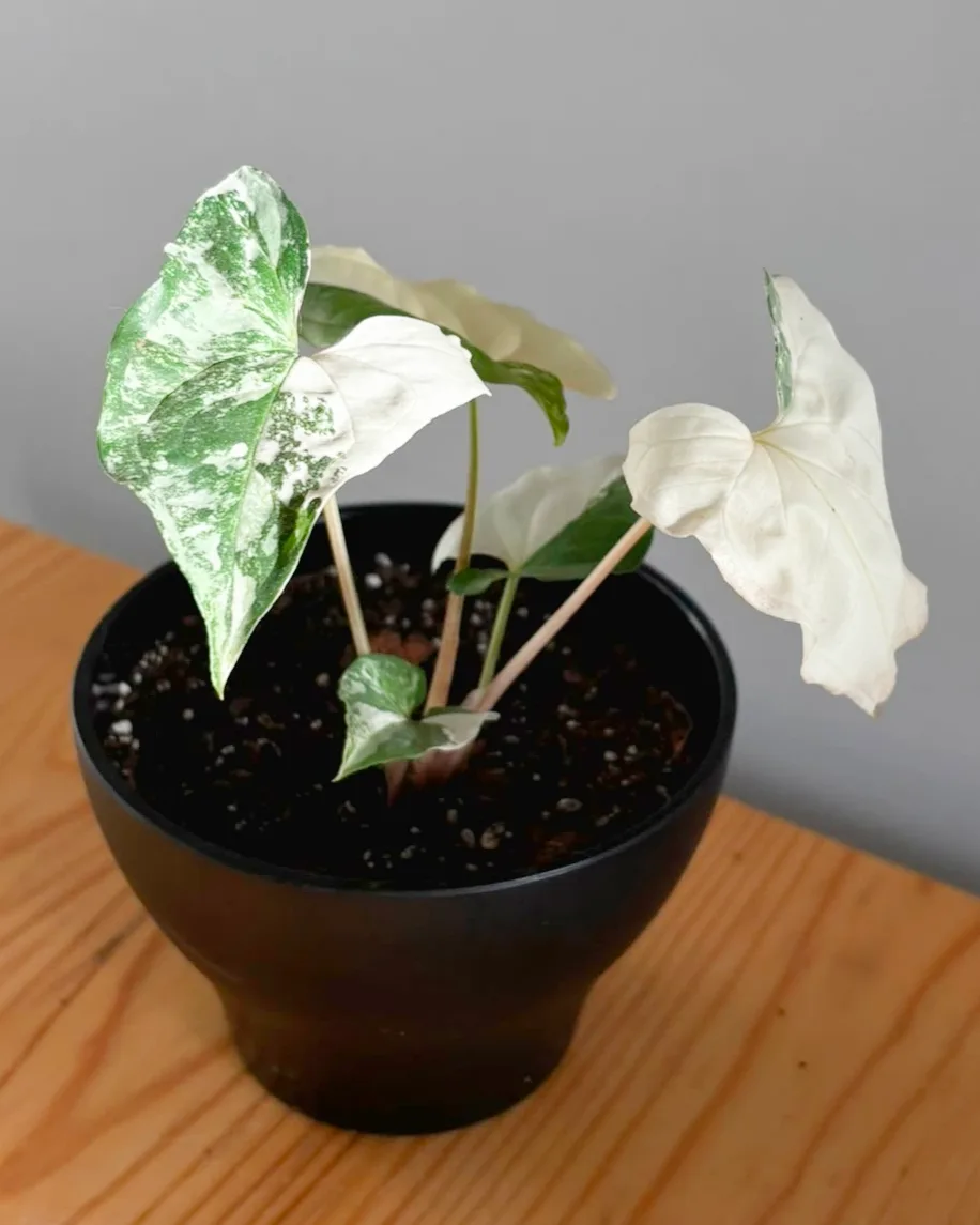 SINGONIO ALBO VARIEGADO EN MACETA ORNAMENTAL