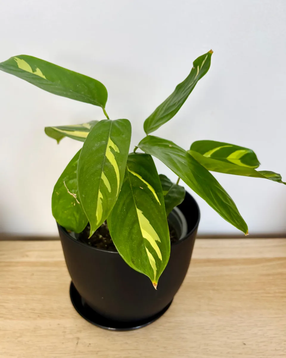 MARANTA LUBERSIANNA