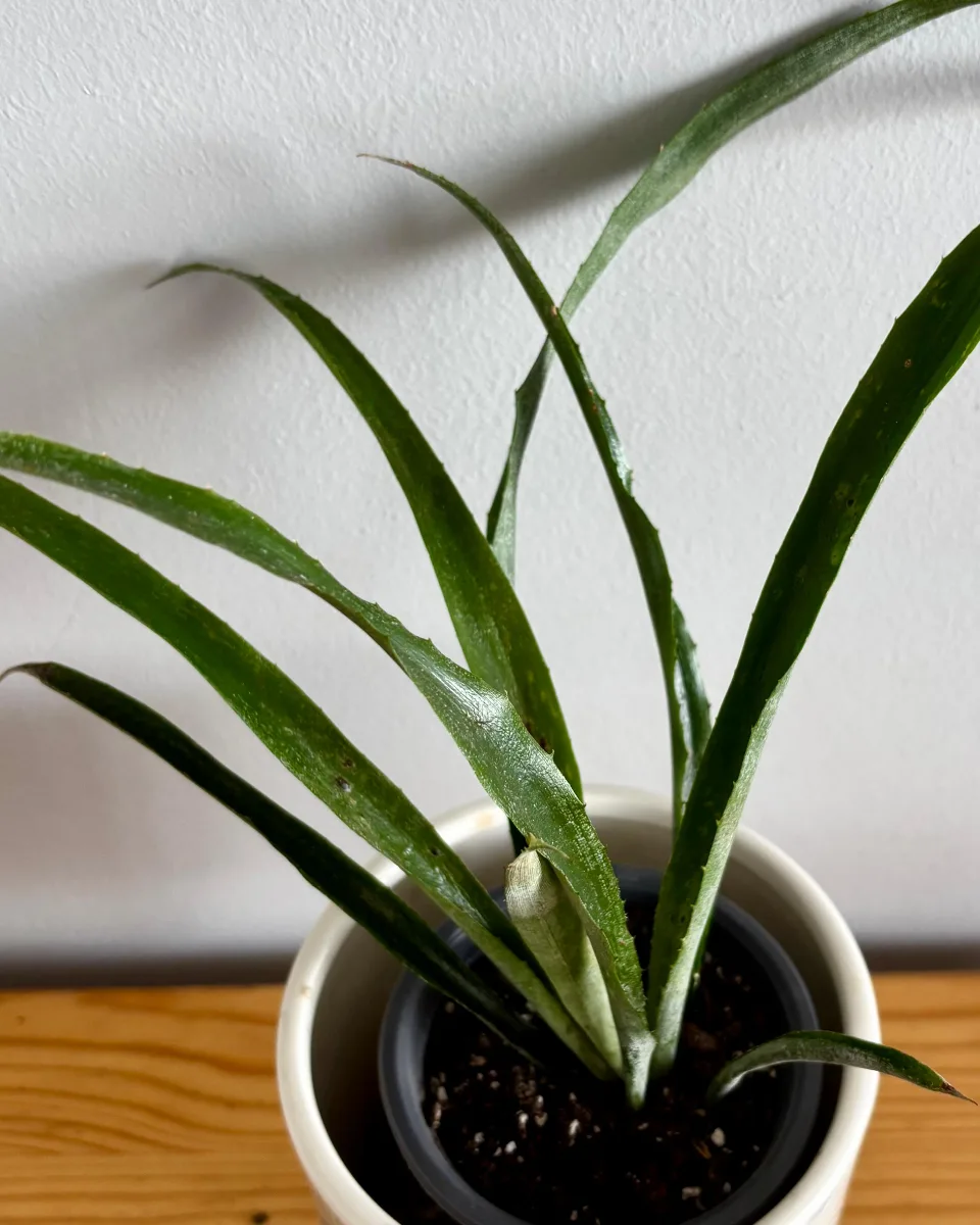 BROMELIA NUTANS S