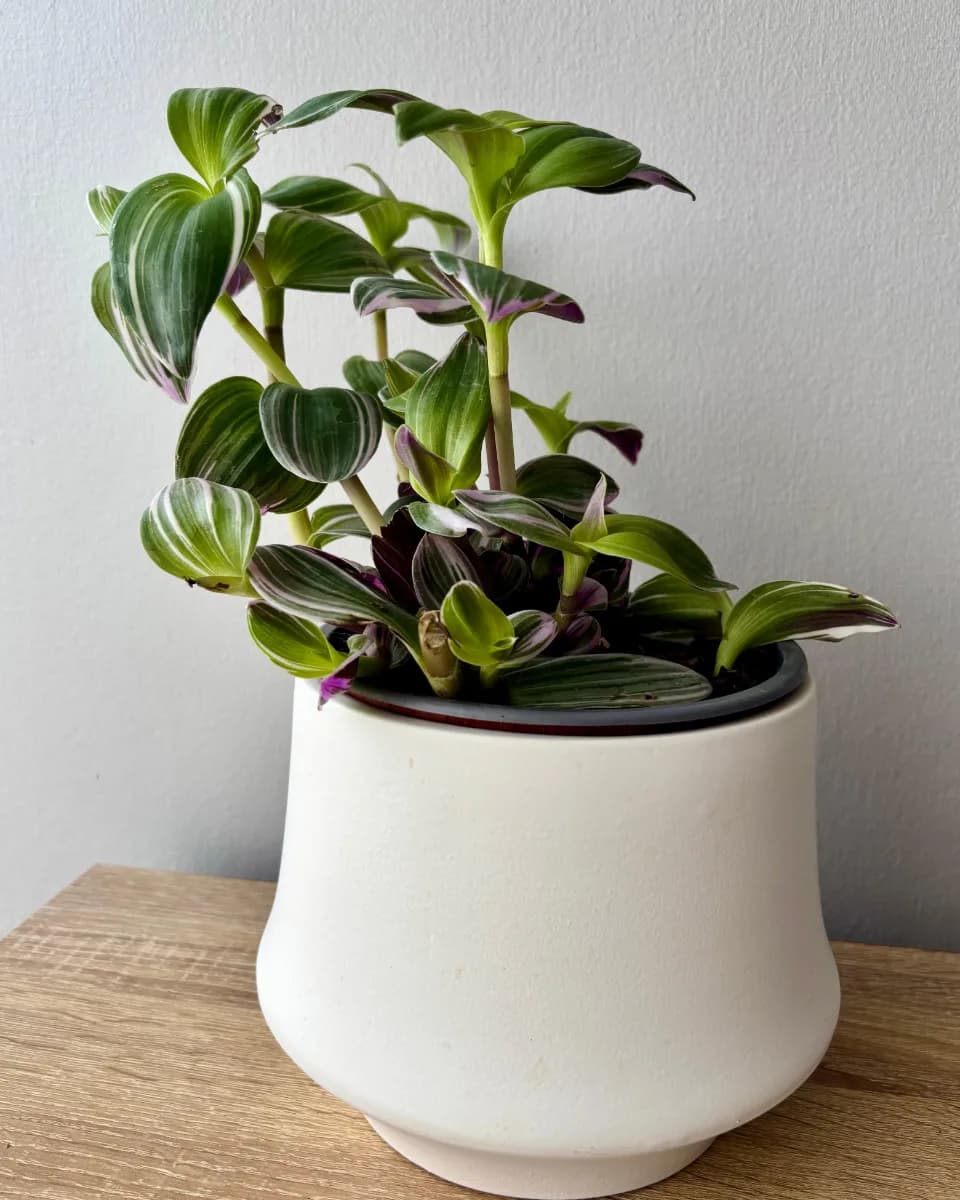 TRADESCANTIA NANOUK