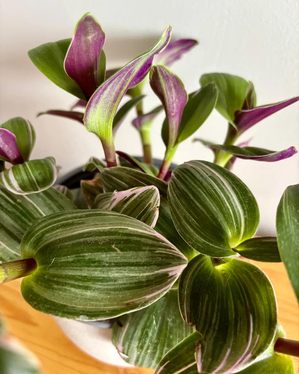 TRADESCANTIA NANOUK
