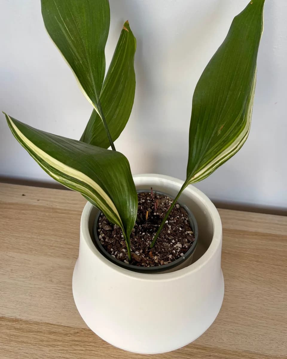 ASPIDISTRA VARIEGADA