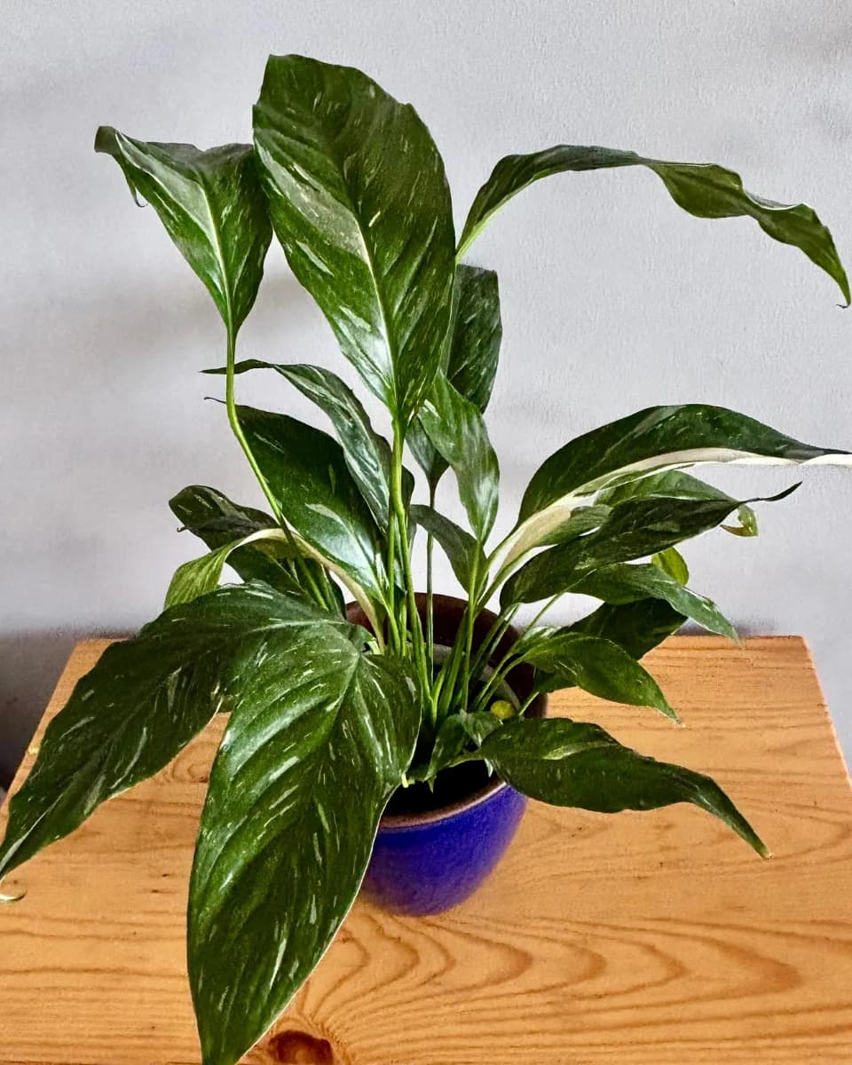 ESPATIFILO VARIEGADO