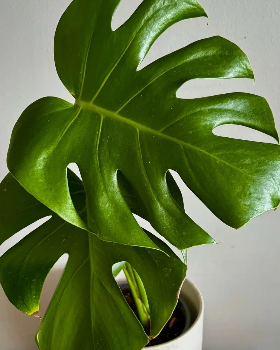 MONSTERA DELICIOSA L
