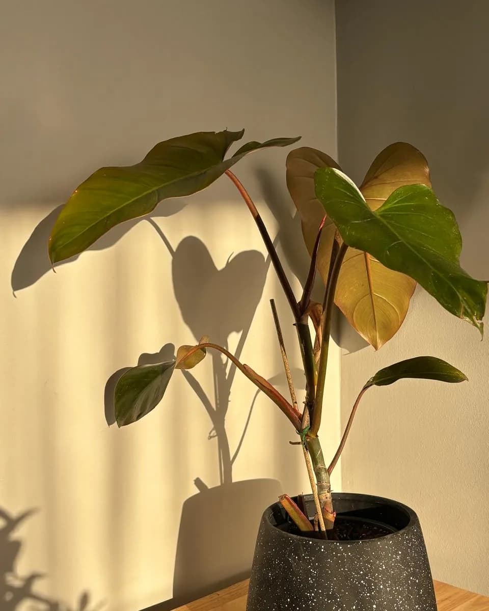 PHILODENDRO ERUBESCENS