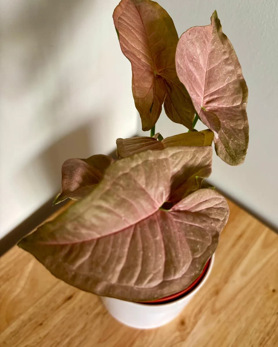 SINGONIO ROSADO