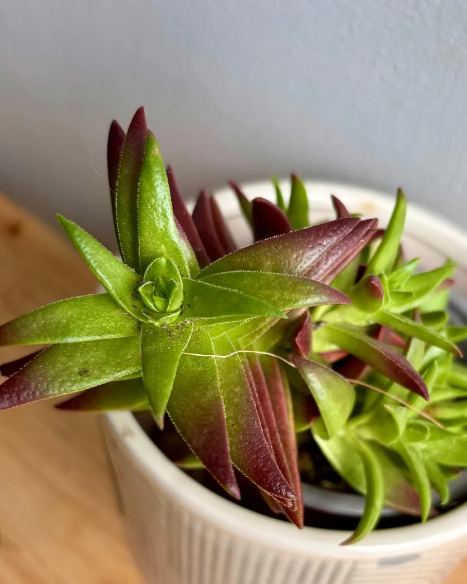 SUCULENTAS SURTIDAS