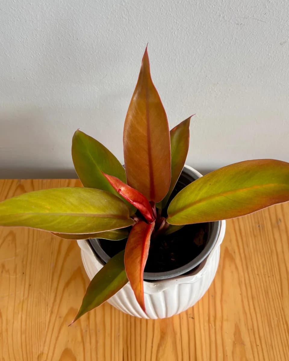 PHILODENDRON PRINCE OF ORANGE
