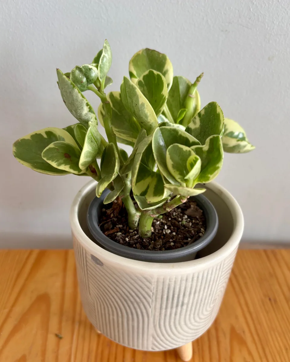 PEPEROMIA GLABELLA VARIEGADA S