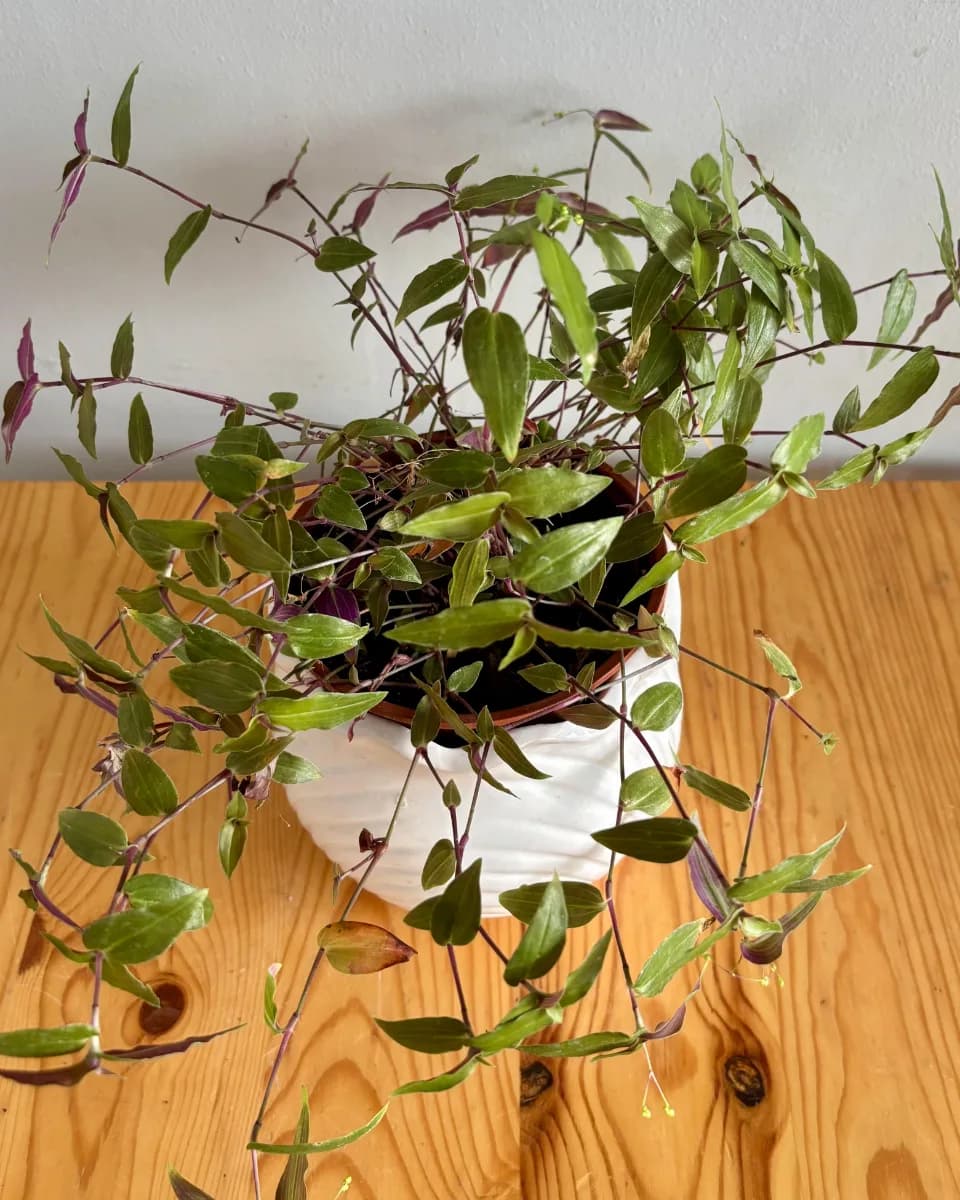 TRADESCANTIA VELO DE NOVIA 🌿🌸